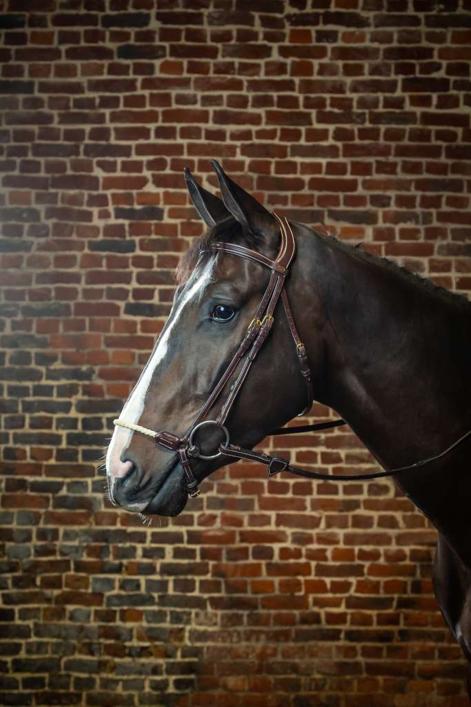 Dyon Bridle Rope Drop DC with Rope Halter FUNDIS Equestrian